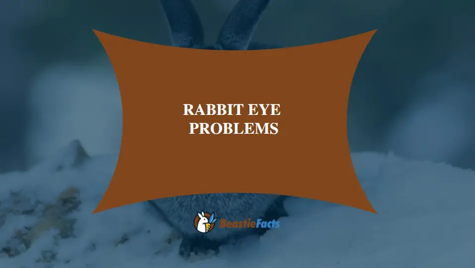 Rabbit Eye Problems