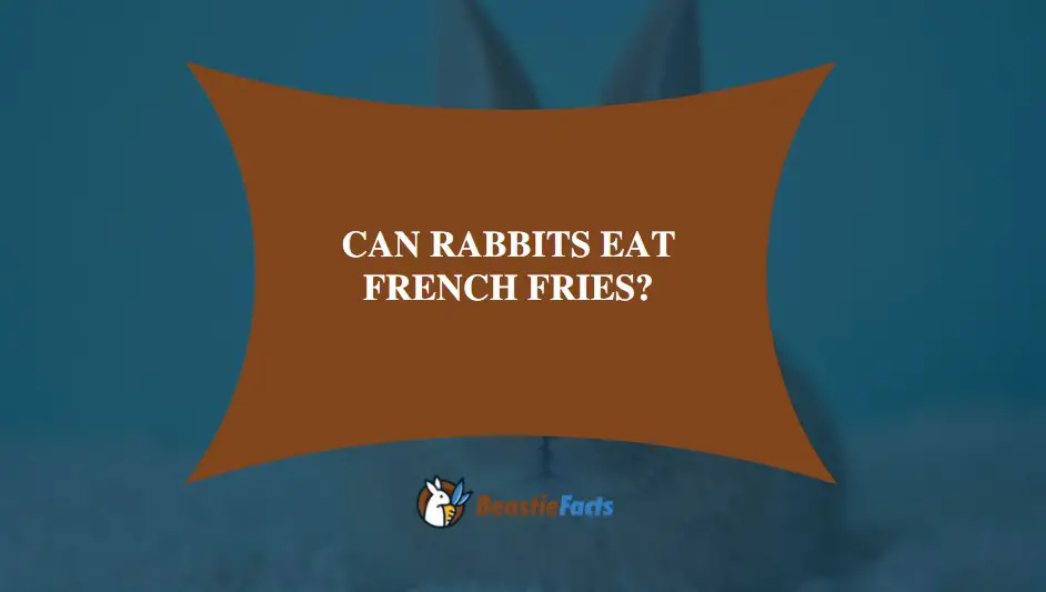-Can Rabbits Eat French Fries?