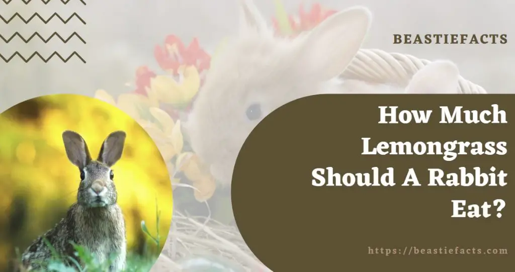 How Much Lemongrass Should A Rabbit Eat?