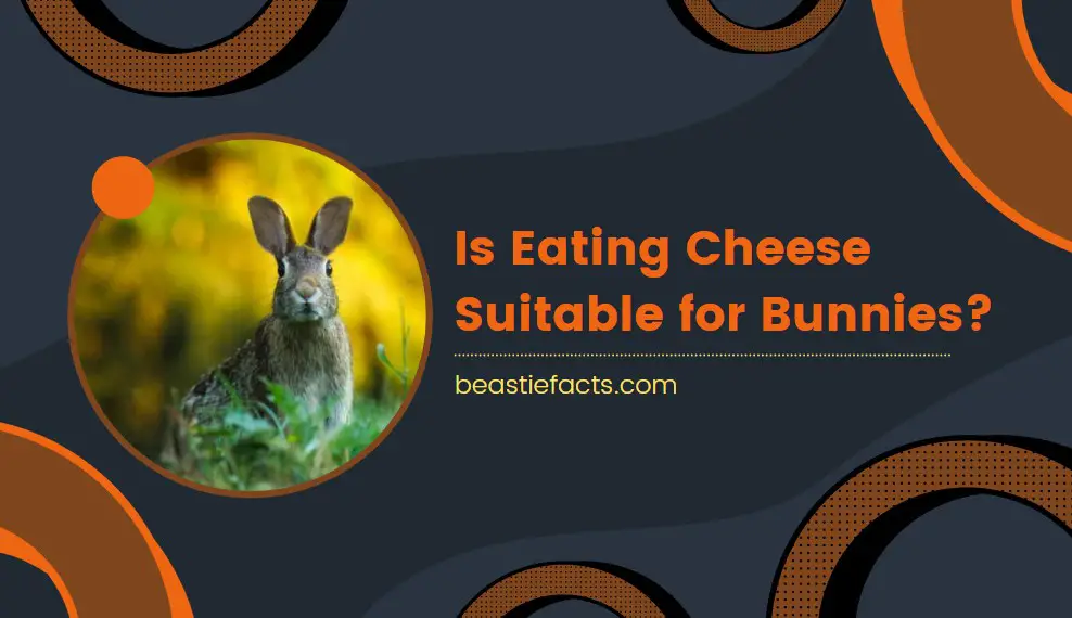 Is Eating Cheese Suitable for Bunnies