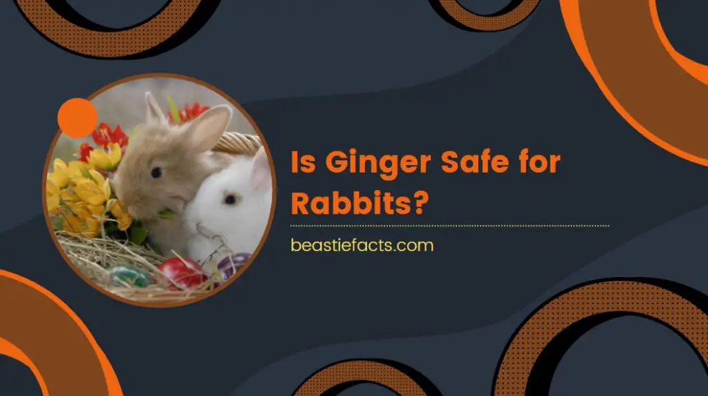 Is Ginger Safe for Rabbits? 
