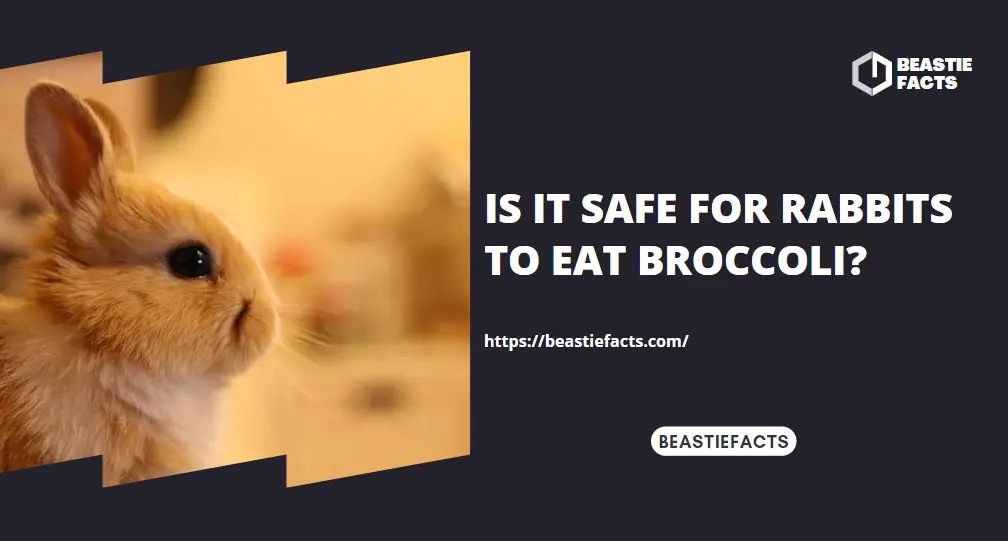 Is It Safe for Rabbits to Eat Broccoli?