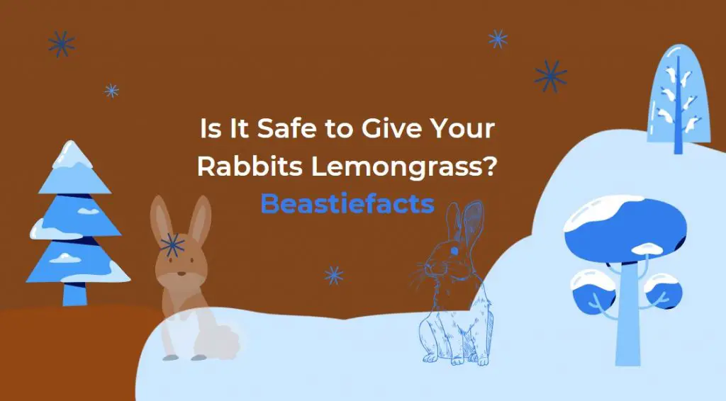 Is It Safe to Give Your Rabbits Lemongrass?