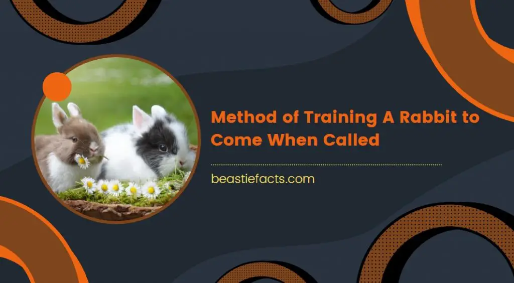 Method of Training A Rabbit to Come When Called