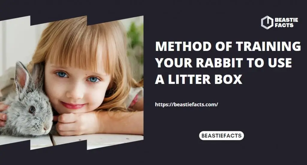 Method of Training Your Rabbit to Use A Litter Box