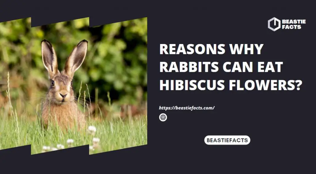 Reasons Why Rabbits Can Eat Hibiscus Flowers?