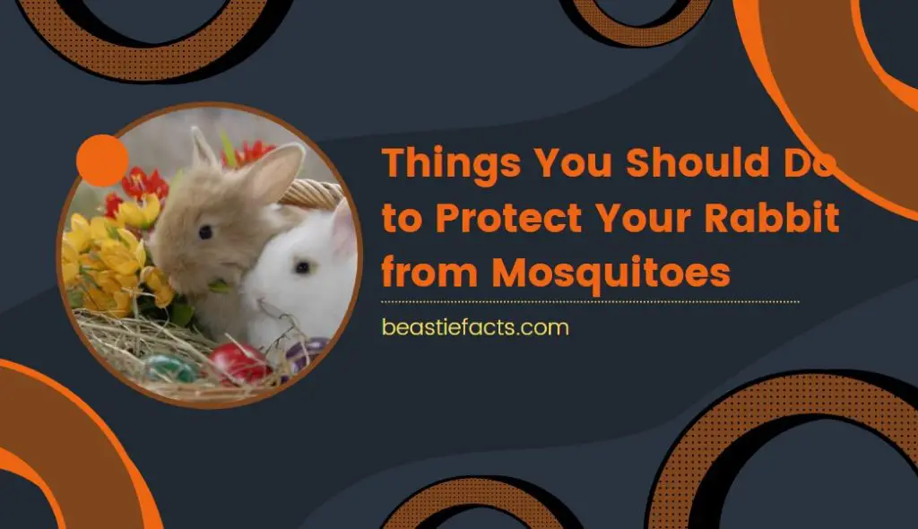Things You Should Do to Protect Your Rabbit from Mosquitoes