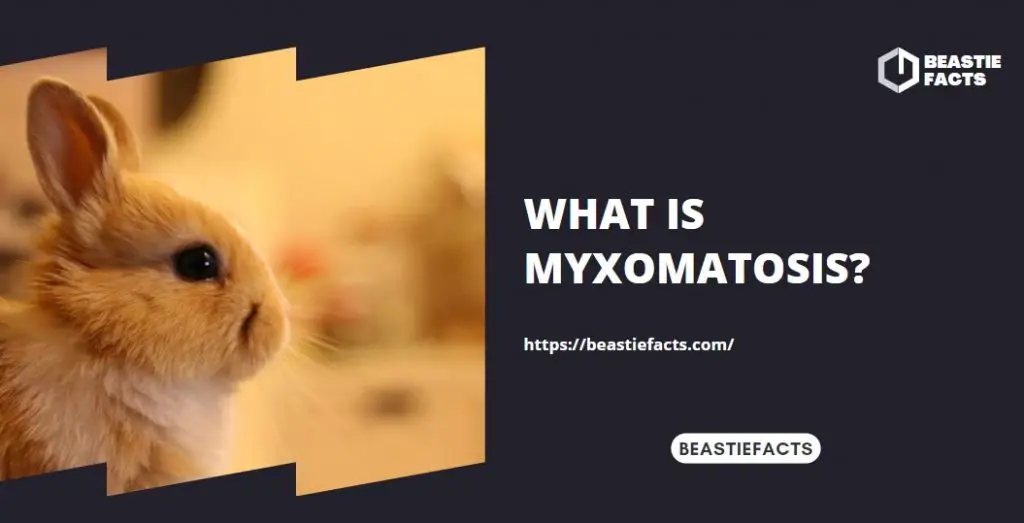 What is Myxomatosis? 