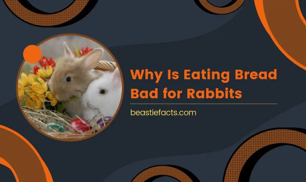 Why Is Eating Bread Bad for Rabbits