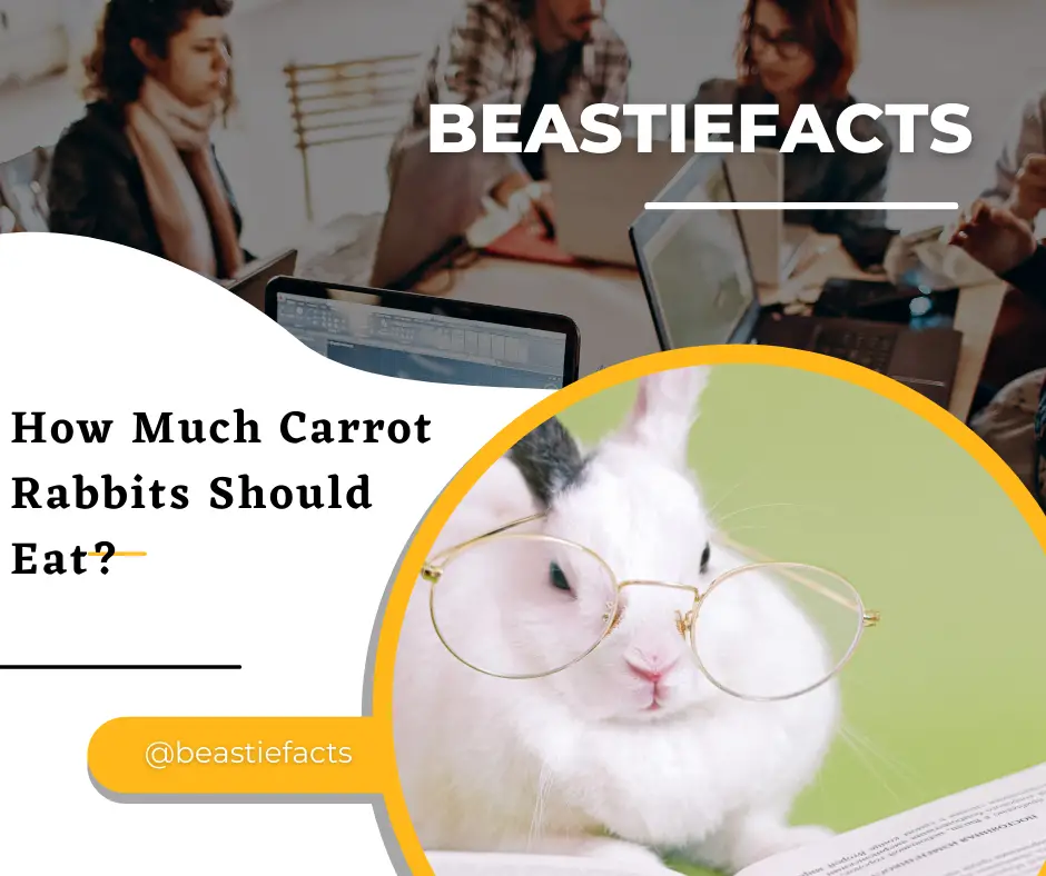 How Much Carrot Rabbits Should Eat? 