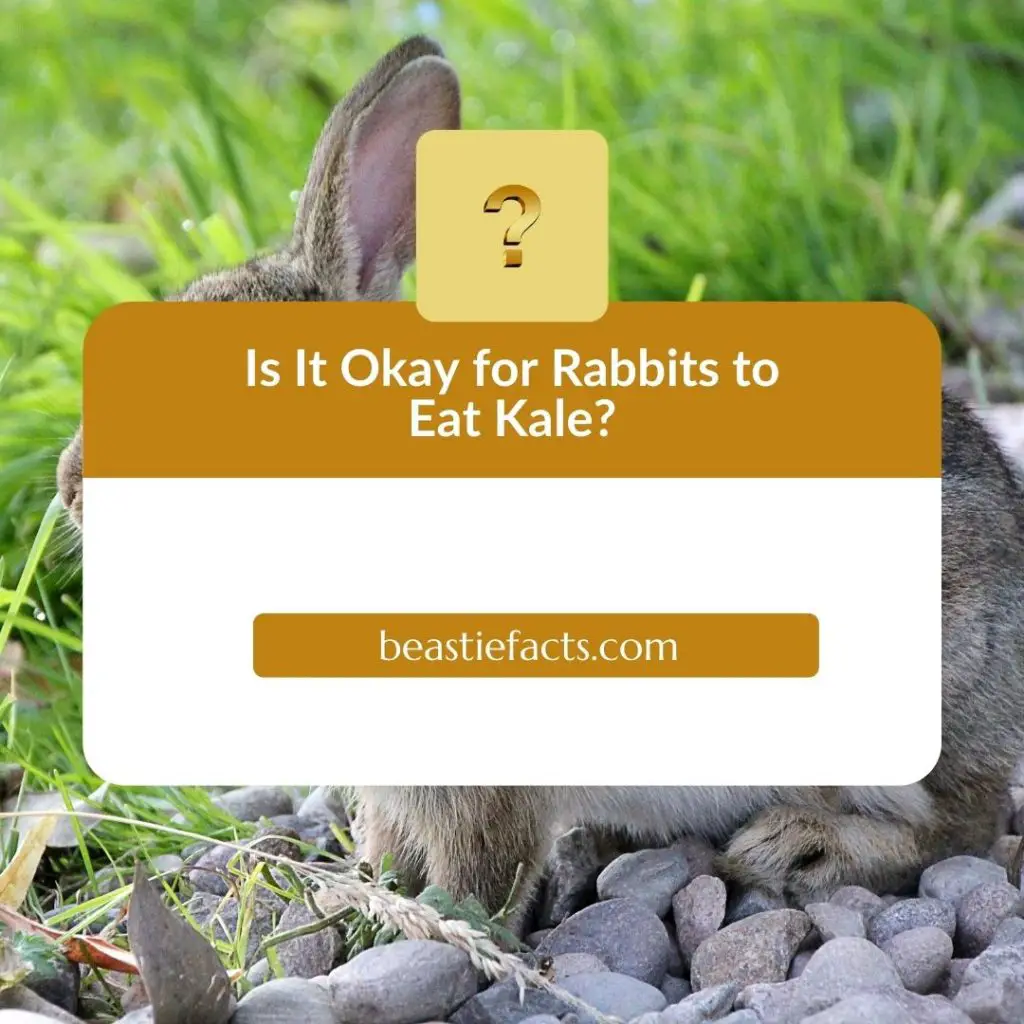 Is It Okay for Rabbits to Eat Kale?