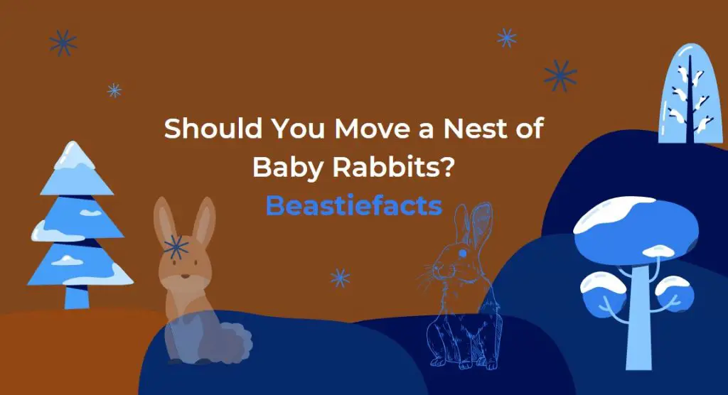 Should You Move a Nest of Baby Rabbits?