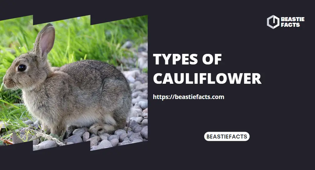 Types of Cauliflower