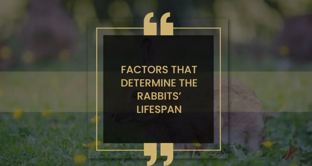 Factors That Determine the Rabbits’ Lifespan