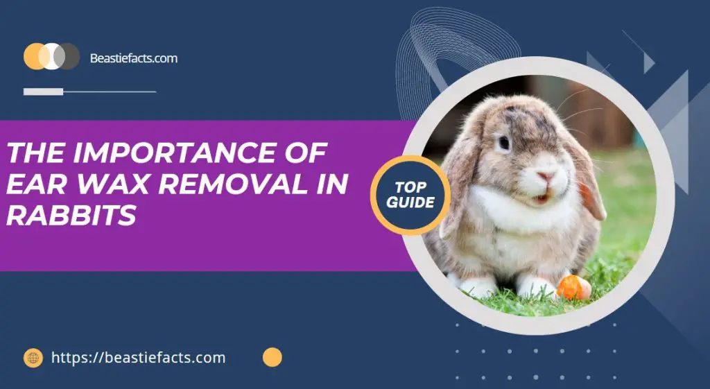 The Importance of Ear Wax Removal In Rabbits