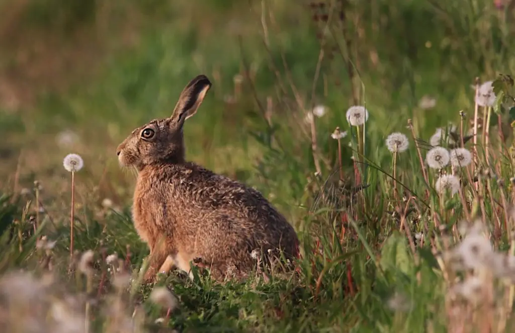 What Animal Eats The Flemish Giant Rabbit In The Wild