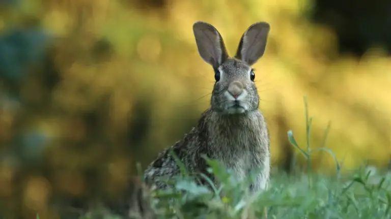 How To Stop Wild Rabbits from Chewing Wires
