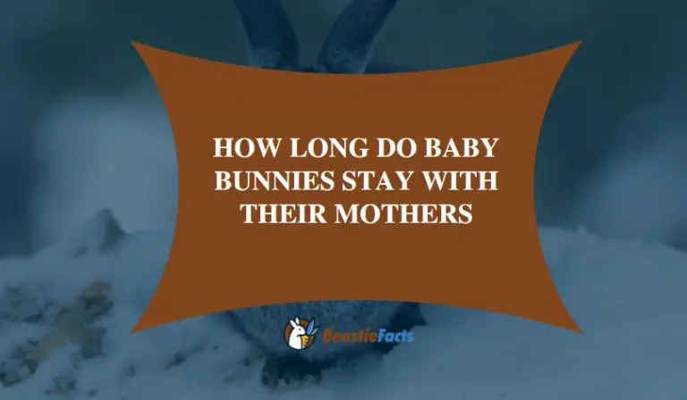 How Long Do Baby Bunnies Stay With Their Mothers