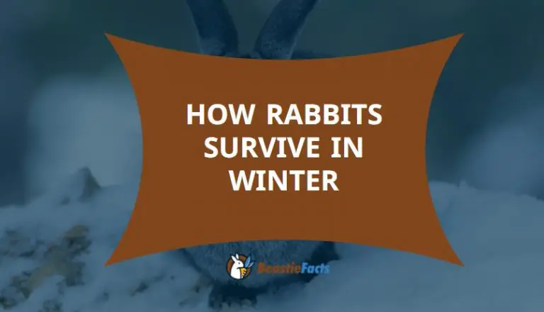 How Rabbits Survive in Winter