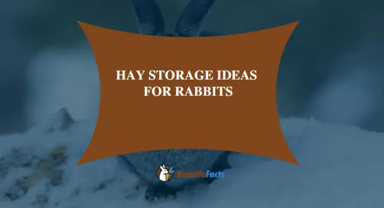 Hay Storage Ideas for Rabbits