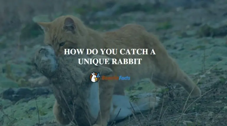 How Do You Catch a Unique Rabbit