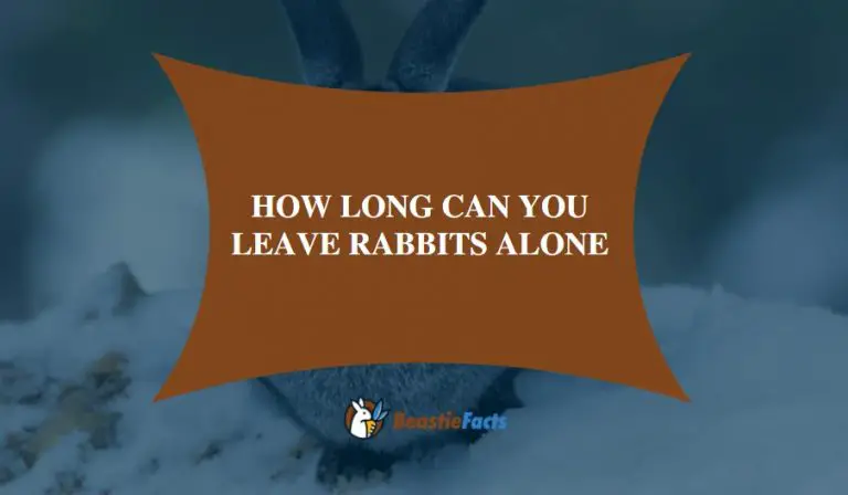 How Long Can You Leave Rabbits Alone