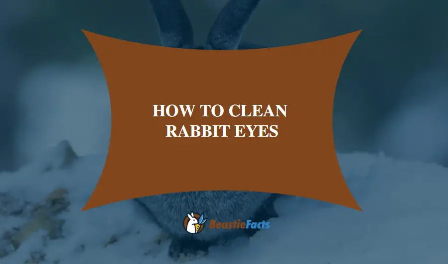 How To Clean Rabbit Eyes