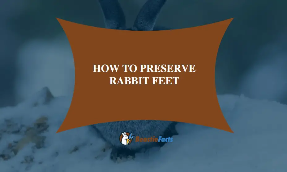 How To Preserve Rabbit Feet