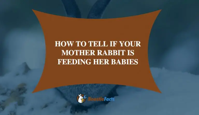 How To Tell If Your Mother Rabbit Is Feeding Her Babies