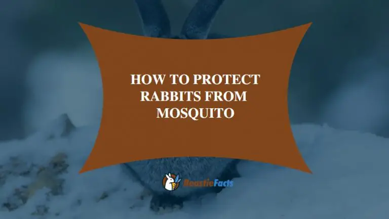 How To Protect Rabbits From Mosquito