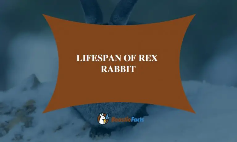 Lifespan of Rex Rabbit: How Long Do The Pet Rabbits Live