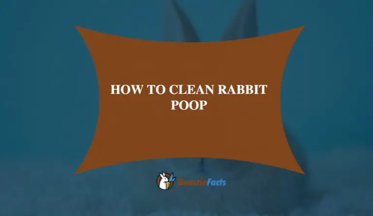 How To Clean Rabbit Poop- Easy Guide To Follow