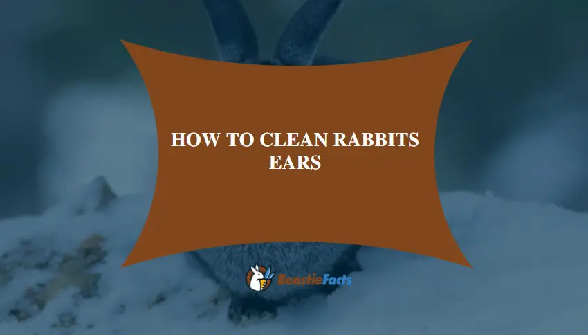How To Clean Rabbits Ears