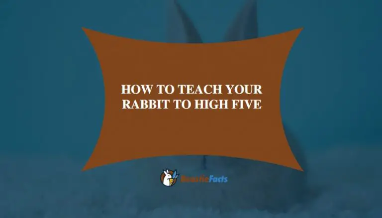 How To Teach Your Rabbit To High Five