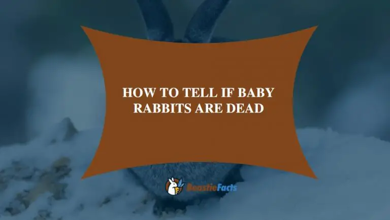 How To Tell if Baby Rabbits are Dead