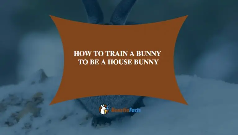 How To Train A Bunny To Be A House Bunny
