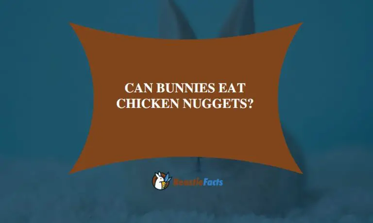 Can Bunnies Eat Chicken Nuggets?