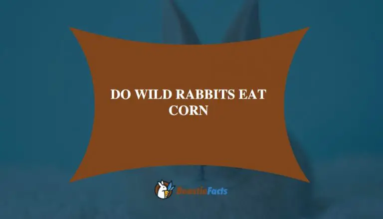 Do Wild Rabbits Eat Corn?