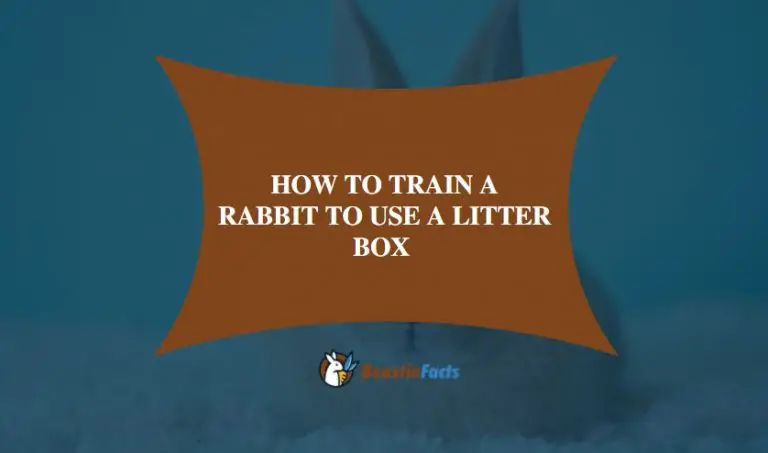 How To Train A Rabbit To Use A Litter Box