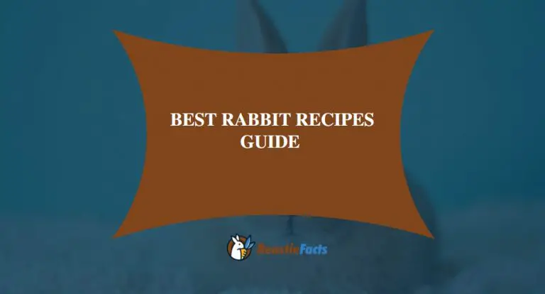 Delicious and Best Rabbit Recipes You Need To Try