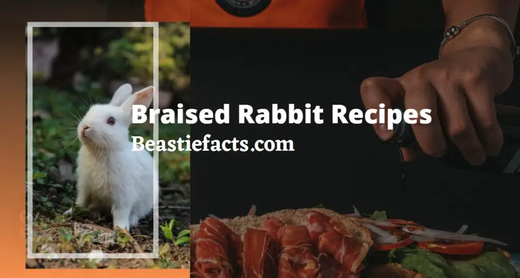 Braised Rabbit Recipes