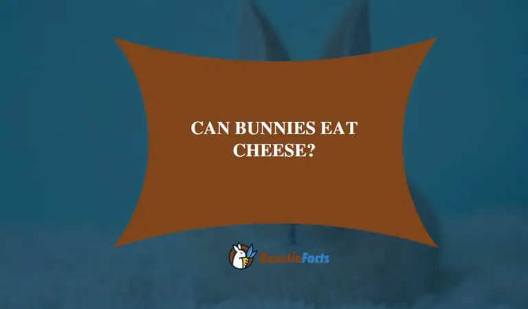 Eating Guide: Can Bunnies Eat Cheese?