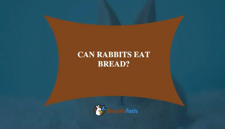 The Ultimate Guide: Can Rabbits Eat Bread?