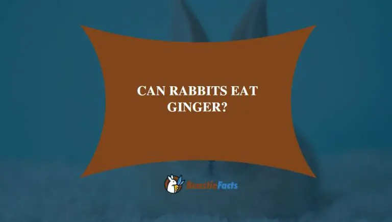 All About Ginger: Can Rabbits Eat Ginger?