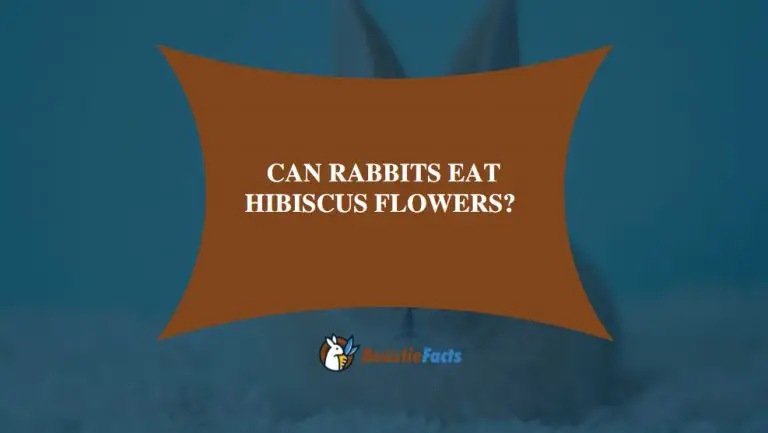 Can Rabbits Eat Hibiscus Flowers?
