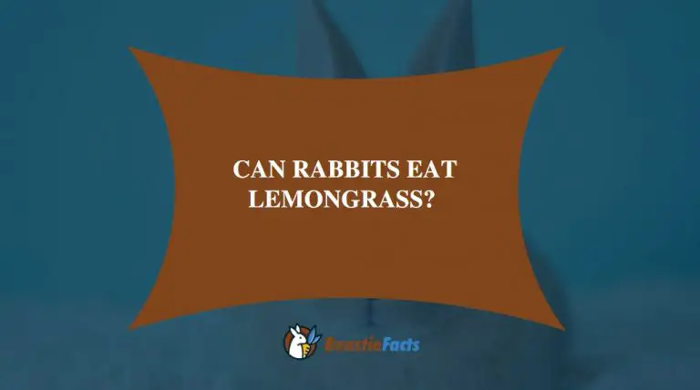 Complete Guide: Can Rabbits Eat Lemongrass?