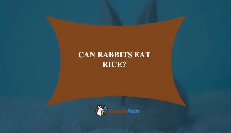 Can Rabbits Eat Rice?