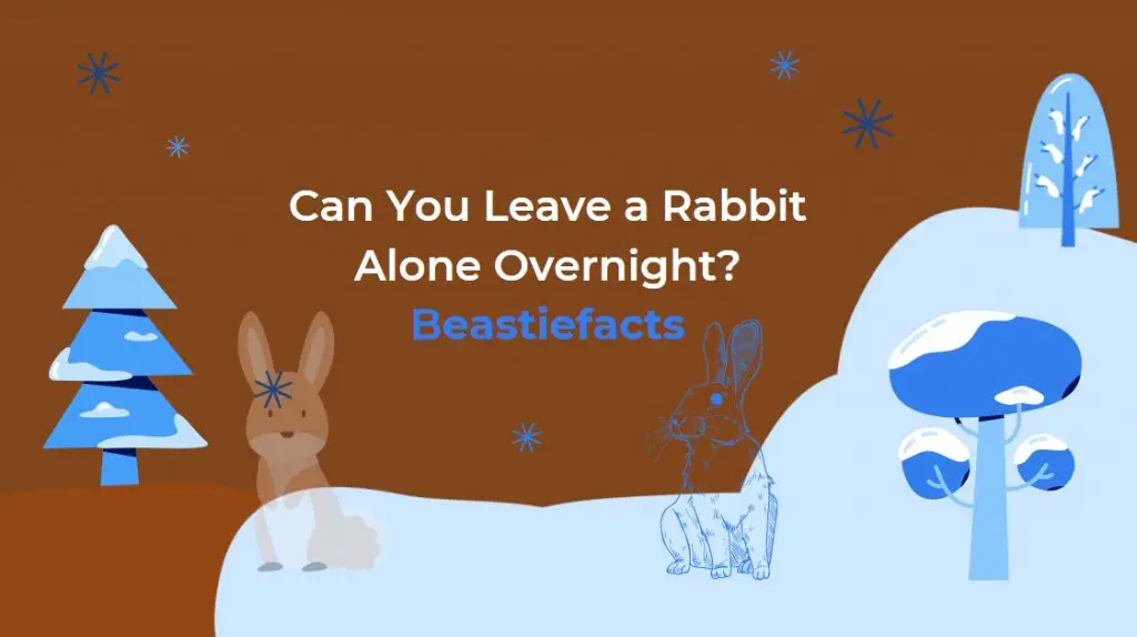 Can You Leave a Rabbit Alone Overnight?