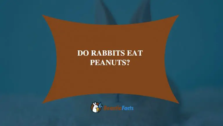 Do Rabbits Eat Peanuts?