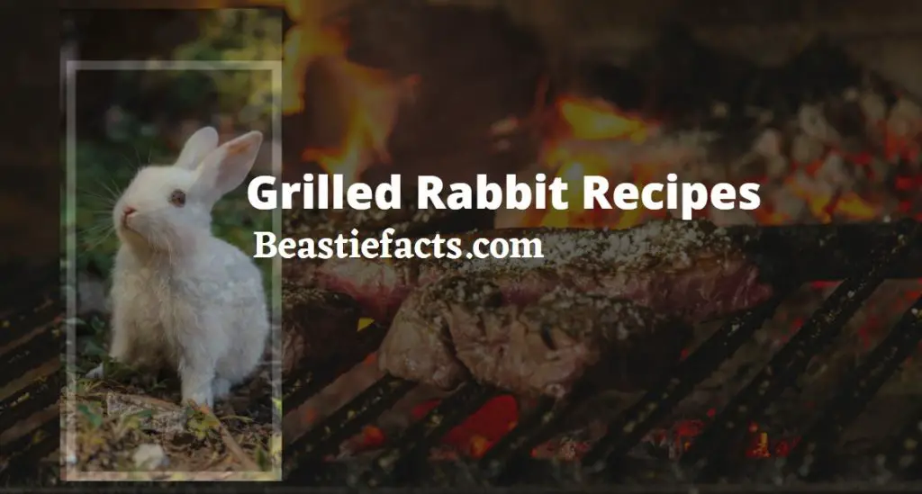Grilled Rabbit Recipes